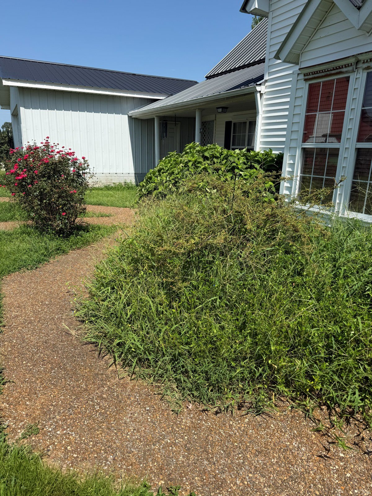 Overgrown weeds and brush along a home's foundation bed before clearing