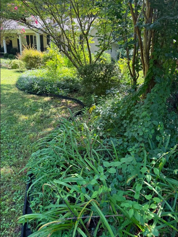 Landscape bed with steel edging and shrubs
