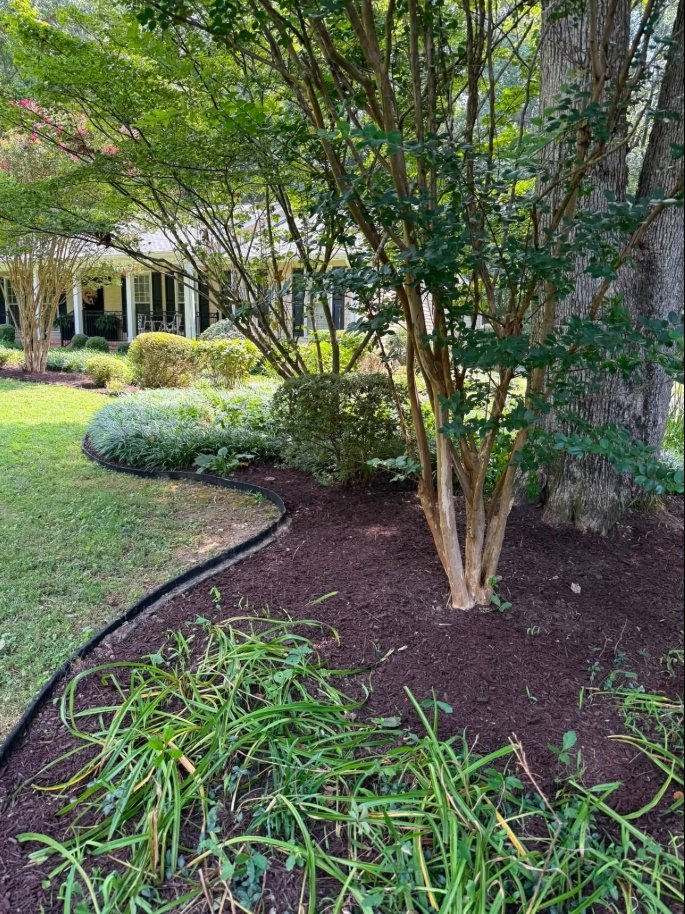 Mulched bed with crepe myrtle trees and steel edging