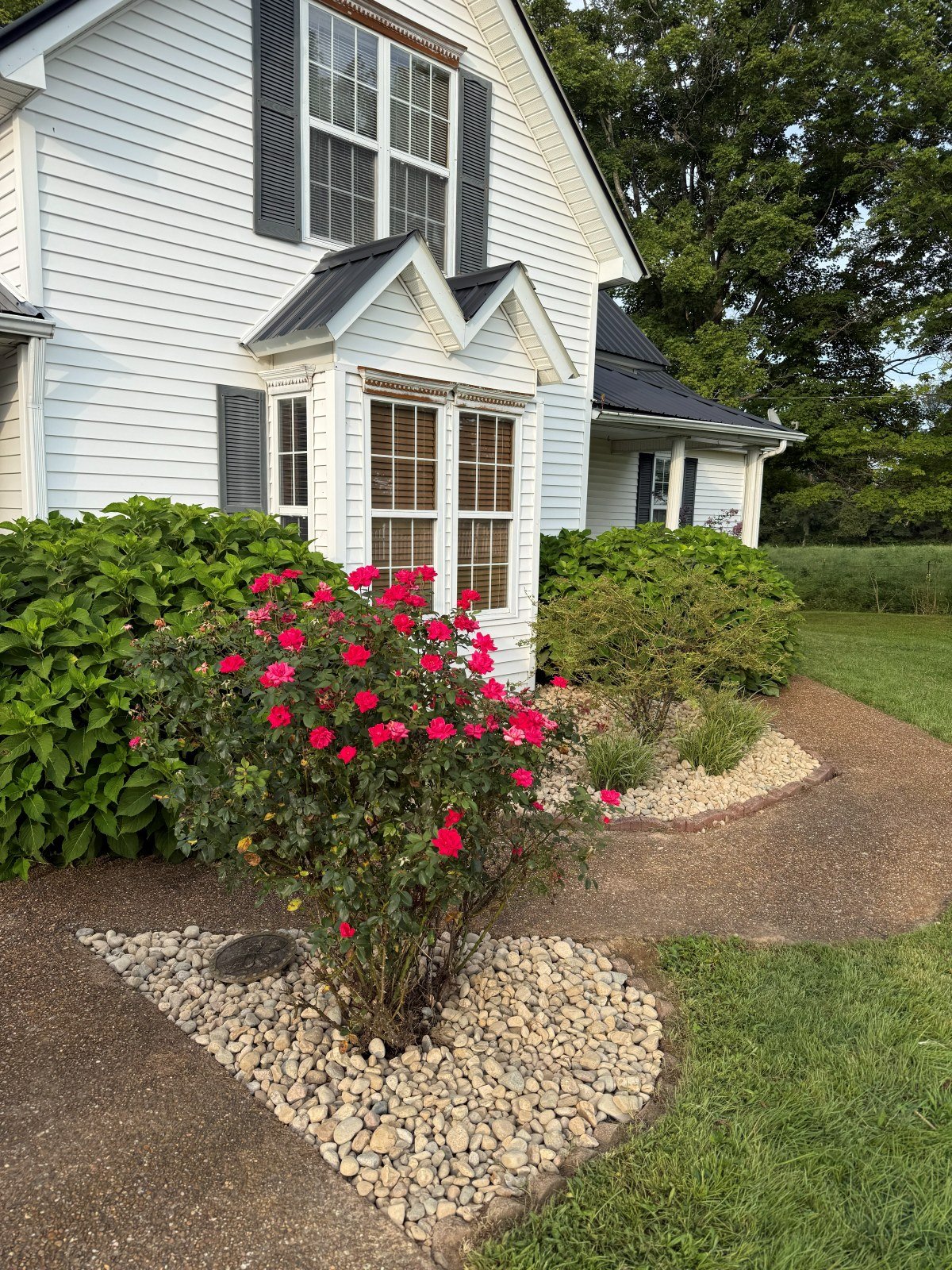 River rock bed with blooming roses