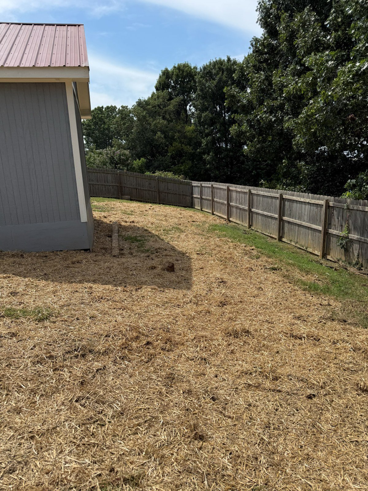 Freshly seeded lawn with straw cover, ready to grow in