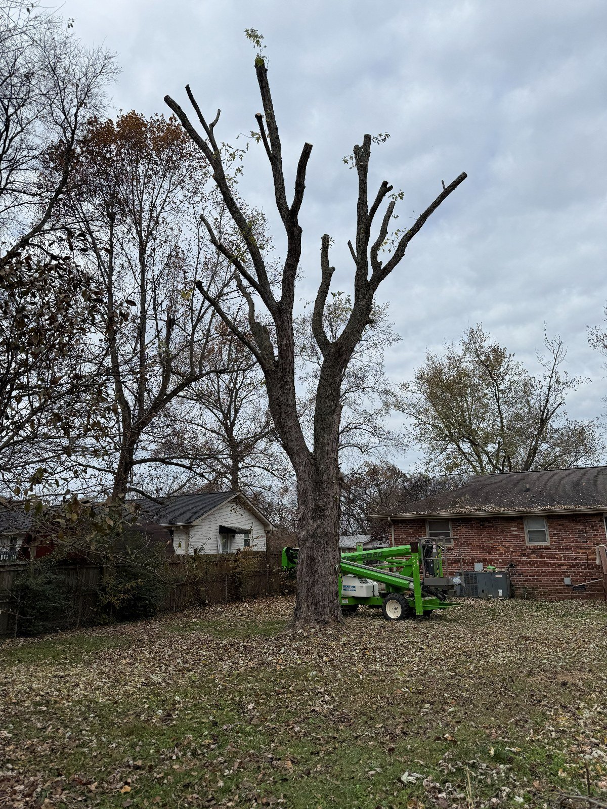 Large tree partway through removal, with a bucket lift on site